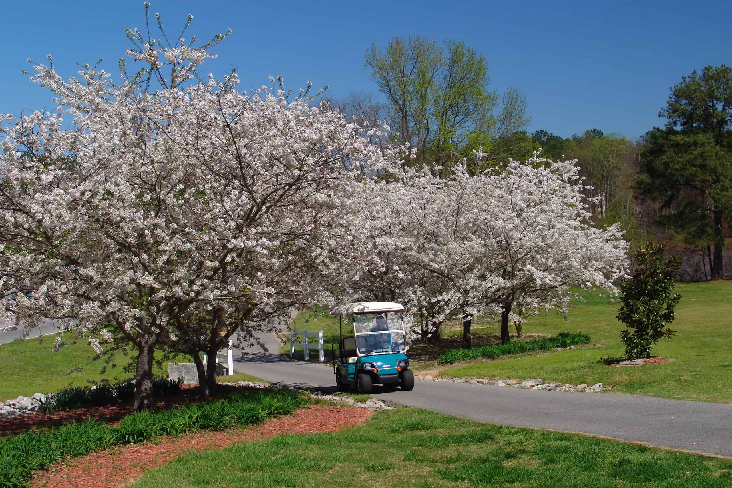 peach tree city with golf cart shown on a golf cart path